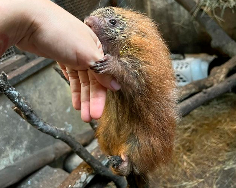 Instituto Vida Livre