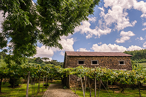 Vale dos Vinhedos