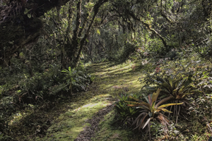 bromelia garden