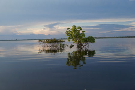 Manaus / Presidente Figueiredo / Reserva Terra Floresta. 