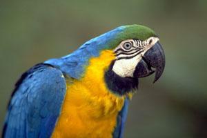 arara azul