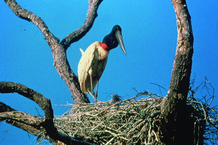 Roteiro Pantanal  /  Porto Jofre - 5 dias e 4 noites 