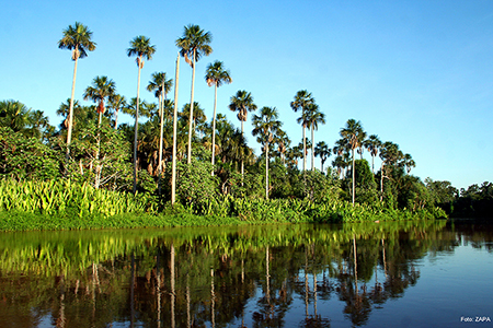 Pantanal -  Cerrado