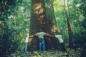 brazil nut tree