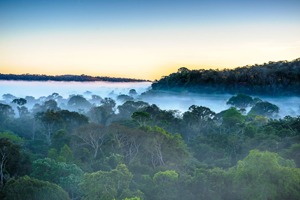 vista da floresta