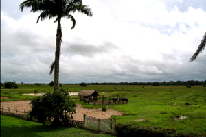 Roteiro Ilha de Marajó - Fazenda Nossa Senhora do Carmo  - 3 dias e 2 Noites  