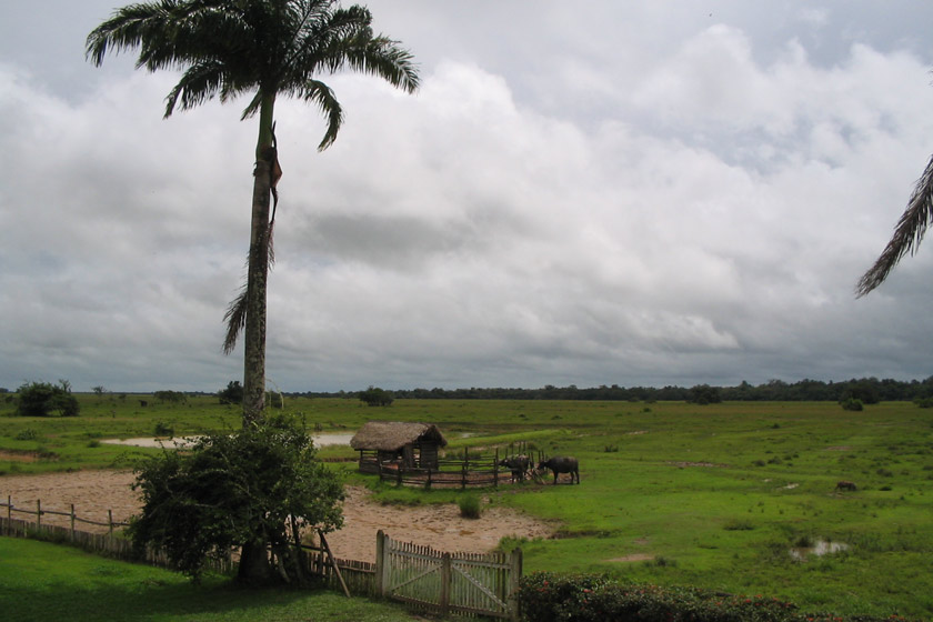 marajo2 fazenda