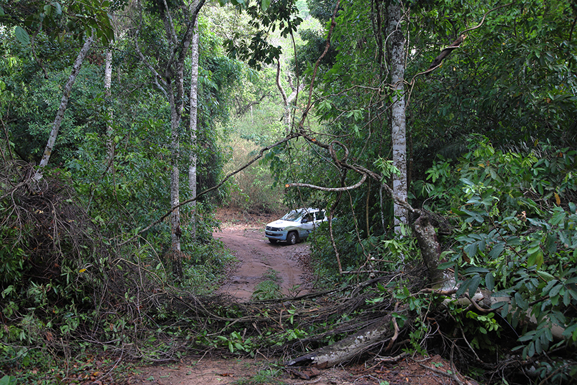 baiazinha forest