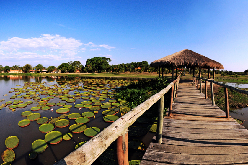 vitoria regia