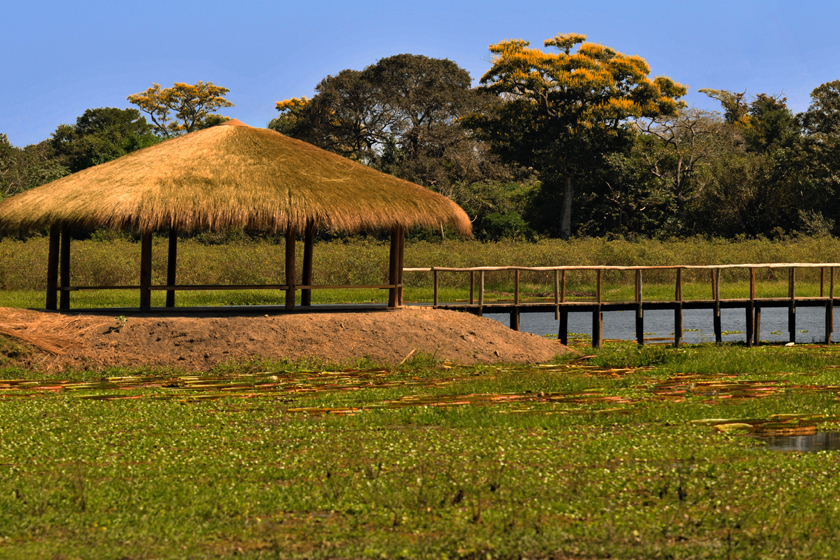 vitoria regia