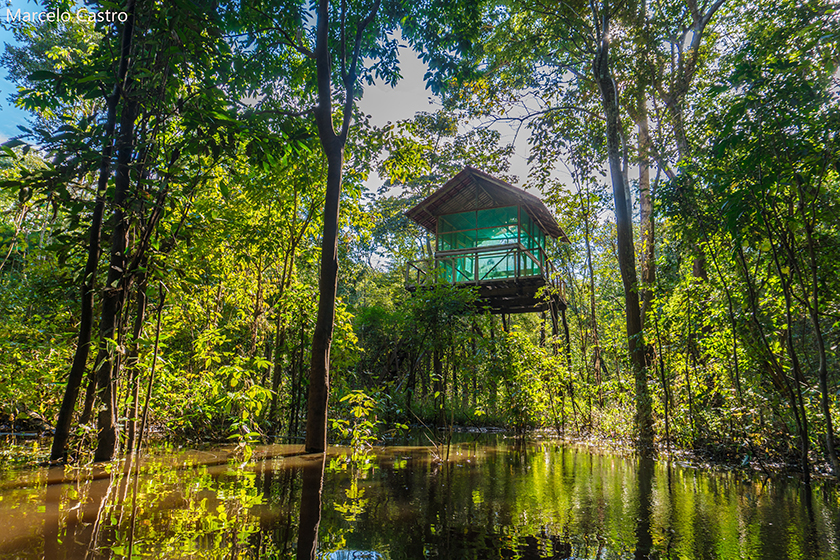 jungle house
