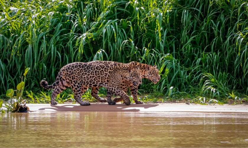 When to Visit the Pantanal