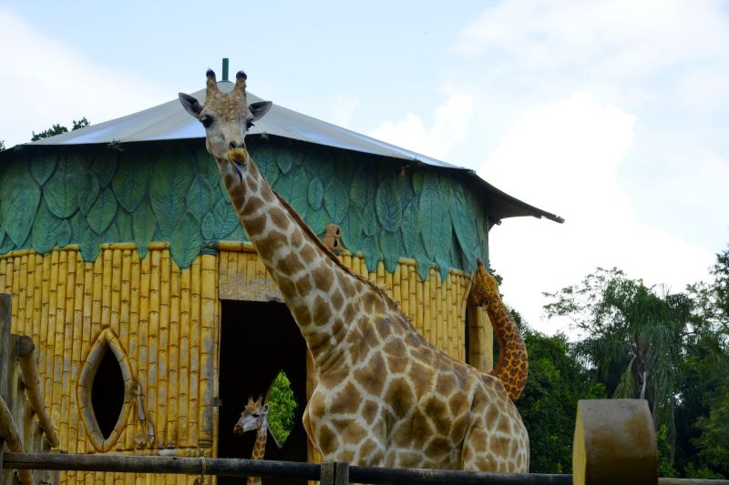 Beto Carrero World for Young Children: A Magical and Safe Adventure