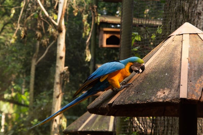 What You Can’t Miss on Your Visit to Foz do Iguaçu