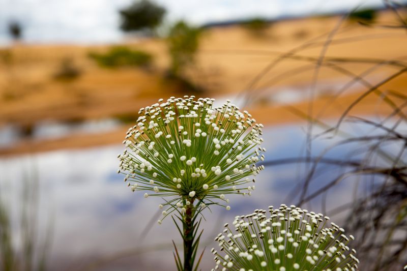 Jalapão Dunes