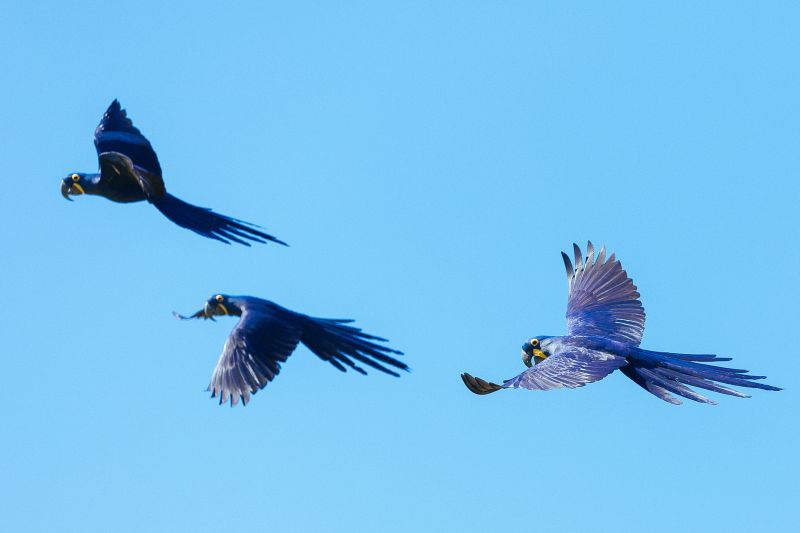 Arara Azul Hyacinth Macaw Felipe Castellari