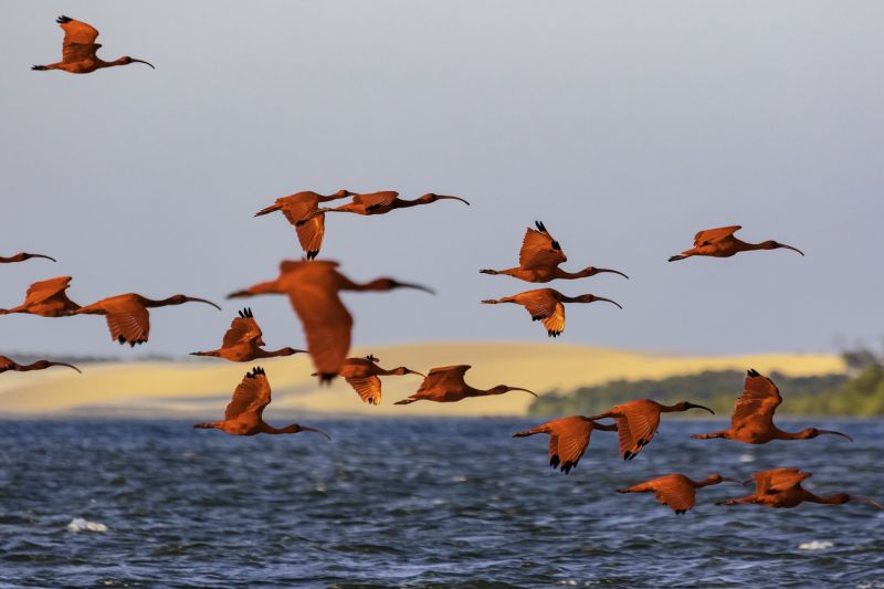 Best Time to Visit the Parna&iacute;ba Delta