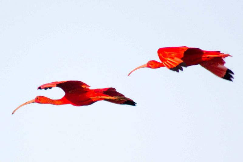 Best Time to Visit the Parna&iacute;ba Delta