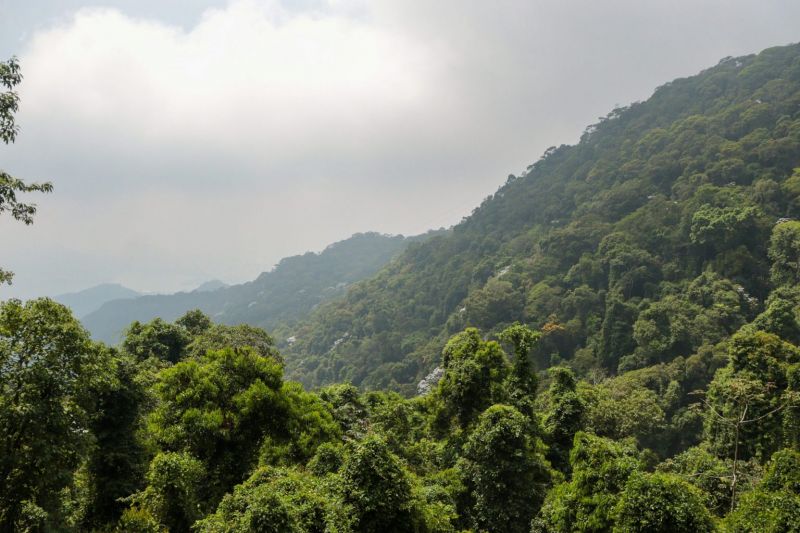 Tijuca Forest Jeep Tour