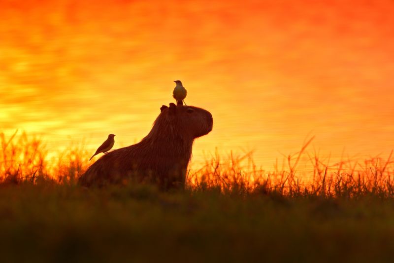 Pantanal, the Largest Wetland on the Planet