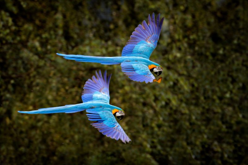 Pantanal, the Largest Wetland on the Planet