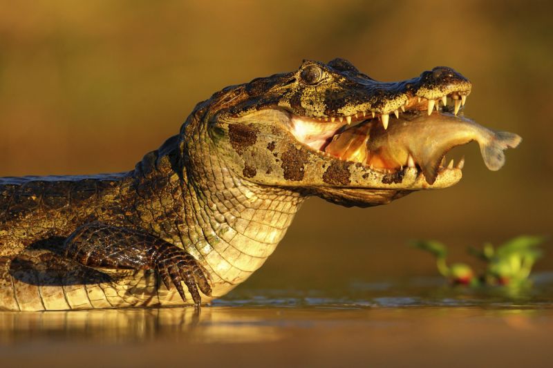 Pantanal, the Largest Wetland on the Planet
