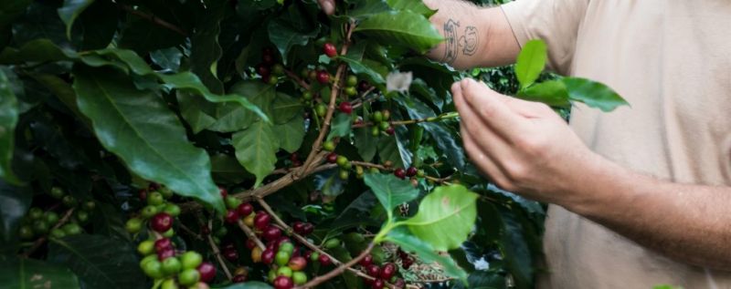 The Coffee Valley: A New Day Trip and Overnight from Rio de Janeiro