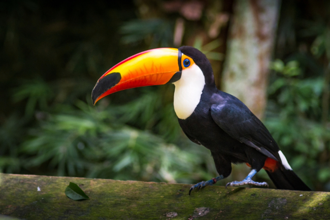 Photo: Dan Baciu / Shutterstock.com