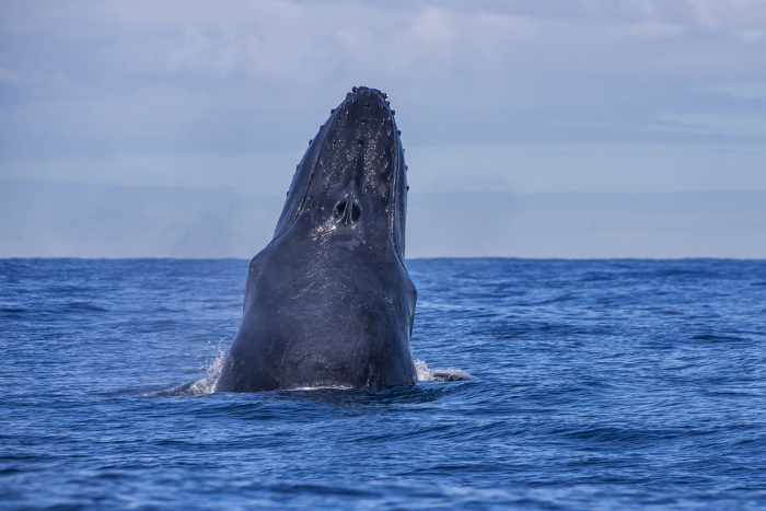 Photo: Leonardo Mercon / Shutterstock.com