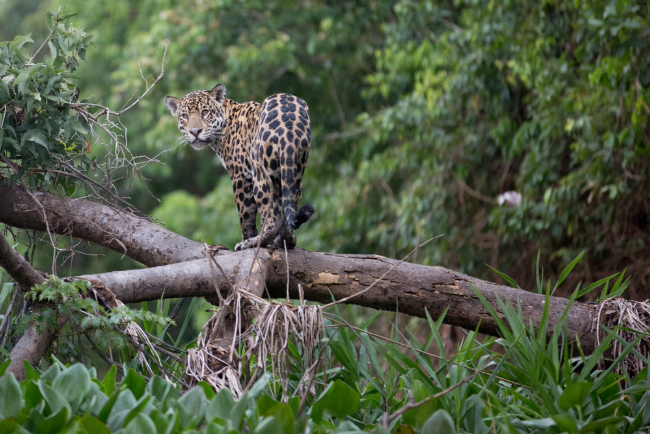 Photo: Pedro Helder Pinheiro / Shutterstock.com