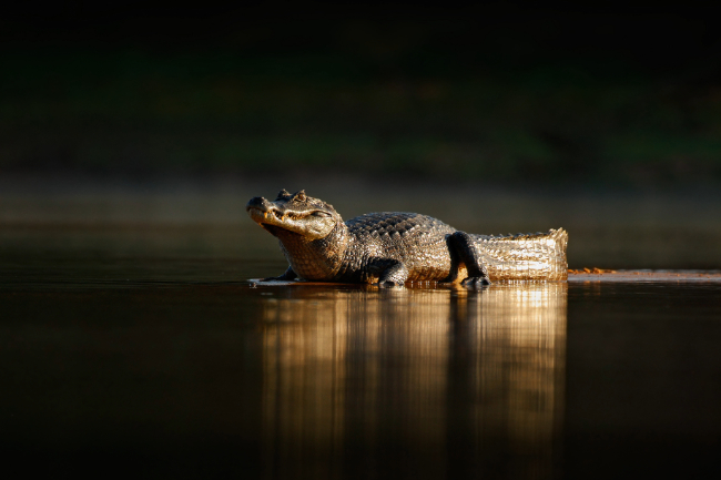 Photo: Ondrej Prosicky / Shutterstock.com