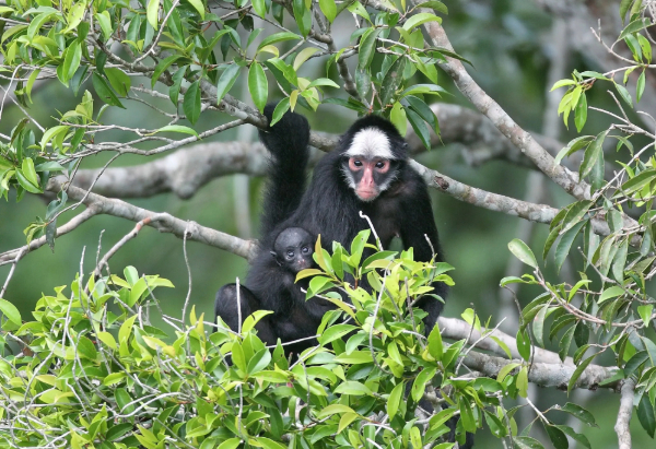Photo: Disclousure / Cristalino Lodge