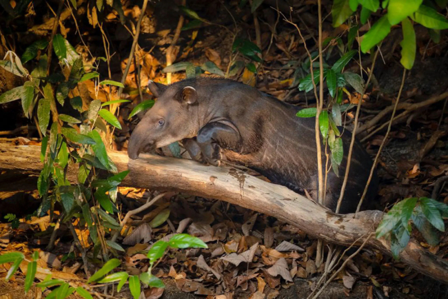 Photo: Disclousure / Cristalino Lodge