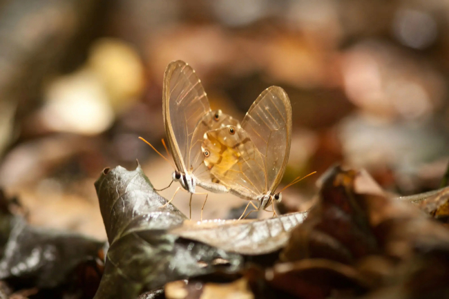 Photo: Disclousure / Cristalino Lodge