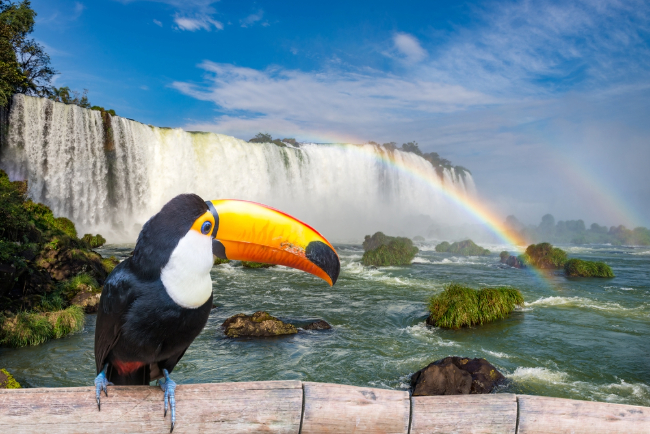 Photo: Junior Braz / Shutterstock.com