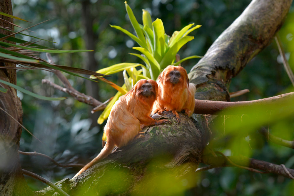 Photo: ChameleonsEye / Shutterstock.com