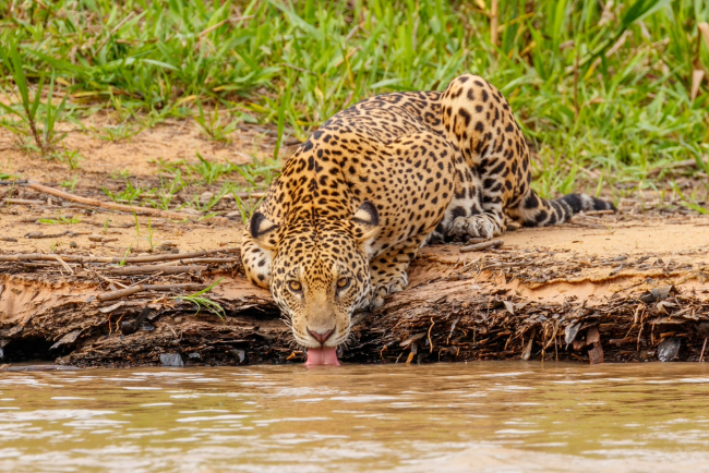 Photo: Sekar B / Shutterstock.com