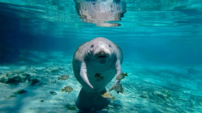 Photo: Animalgraphy / Shutterstock.com