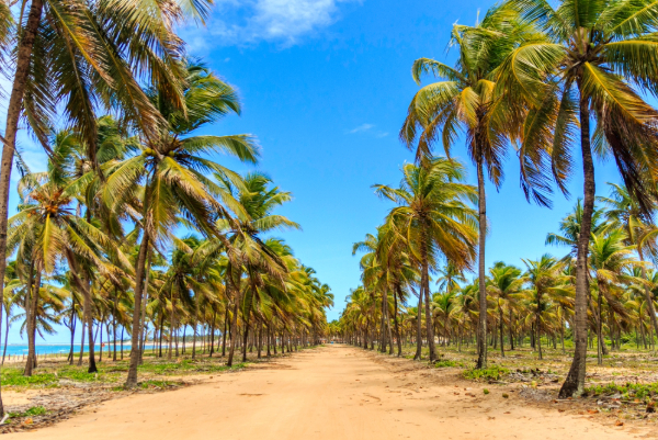 Photo: Daniel Lima Fotografia / Shutterstock.com